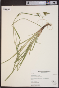 Carex oxylepis image