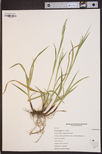 Carex oxylepis image