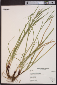 Carex oxylepis image