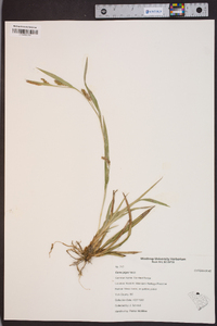 Carex pigra image