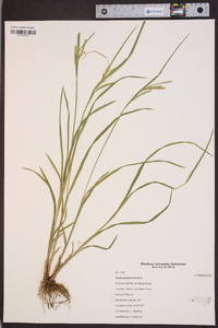 Carex prasina image