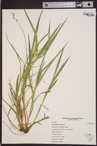 Carex projecta image