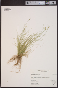 Carex radiata image