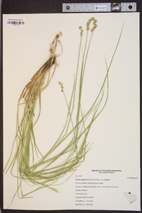 Carex scoparia var. scoparia image