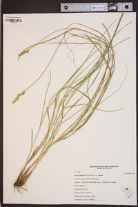 Carex stipata var. stipata image