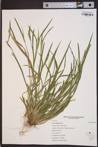 Carex striatula image