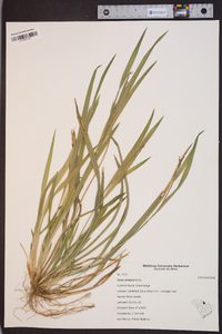 Carex striatula image