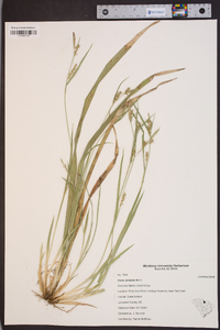 Carex striatula image