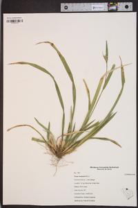 Carex striatula image