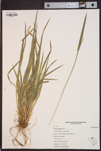 Carex striatula image