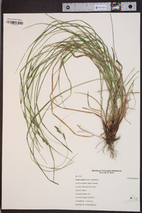 Carex swanii image