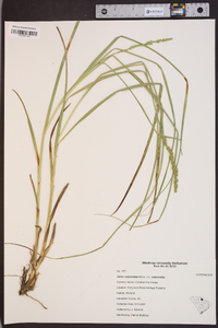 Carex vulpinoidea var. vulpinoidea image