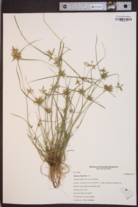 Cyperus bipartitus image