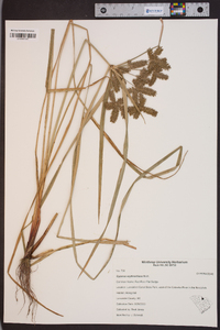 Cyperus erythrorhizos image