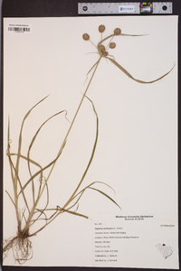 Cyperus echinatus image