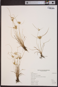 Cyperus filicinus image