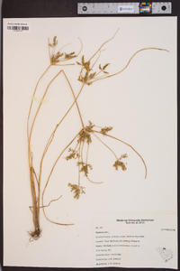 Cyperus iria image