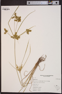 Cyperus iria image