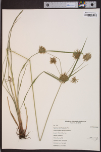 Cyperus retrofractus image