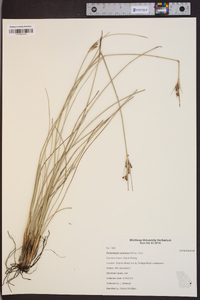 Fimbristylis castanea image