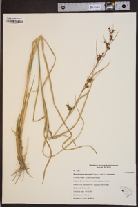 Rhynchospora glomerata image