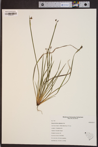 Sisyrinchium albidum image