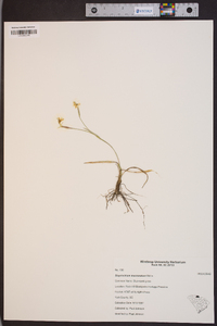 Sisyrinchium mucronatum image