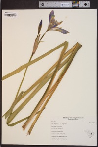 Iris virginica var. virginica image