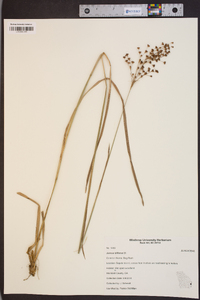 Juncus biflorus image