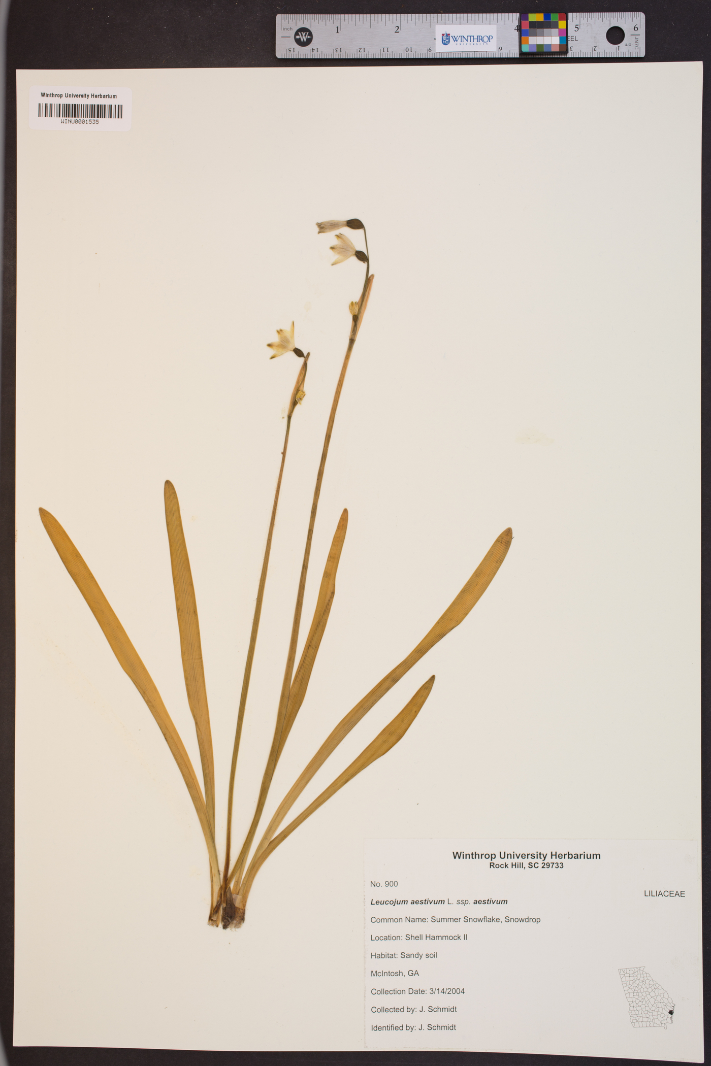 Leucojum aestivum subsp. aestivum image