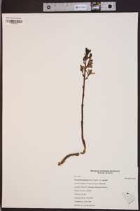 Hexalectris spicata var. spicata image