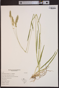 Anthoxanthum odoratum subsp. odoratum image