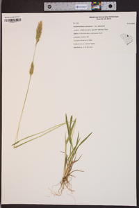 Anthoxanthum odoratum subsp. odoratum image