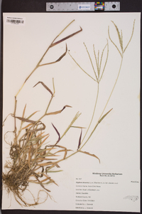 Digitaria bicornis image