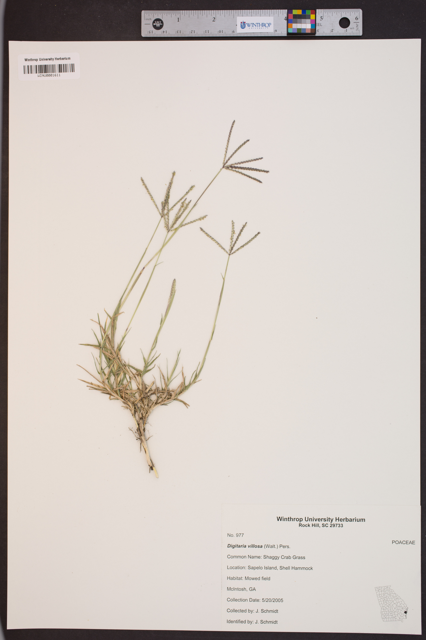 Digitaria villosa image