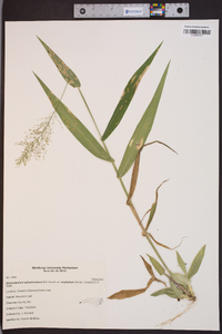 Dichanthelium polyanthes image