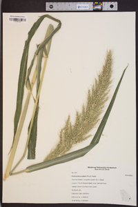 Echinochloa walteri image