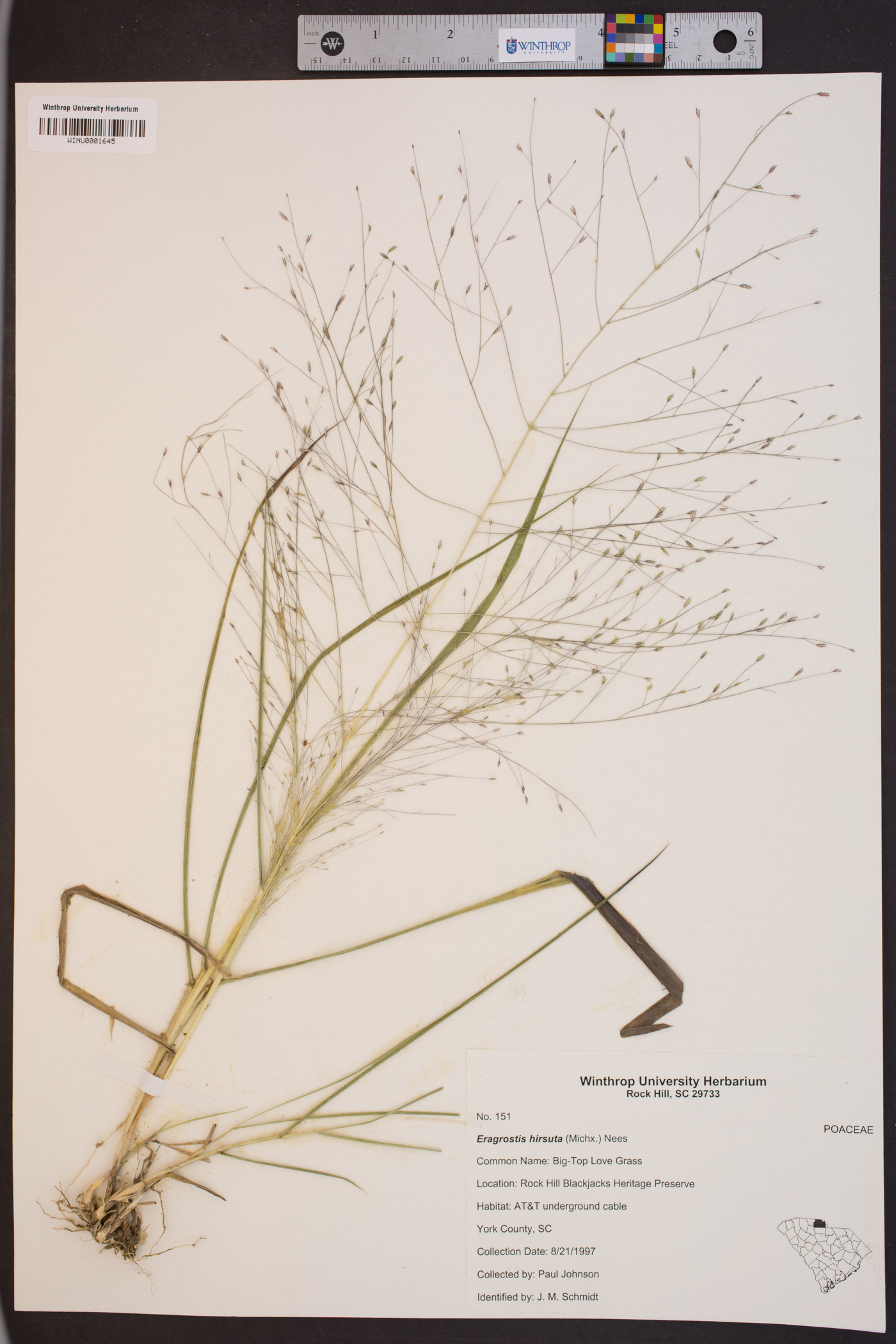 Eragrostis hirsuta image