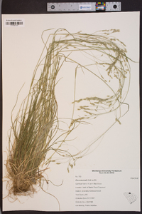 Poa autumnalis image