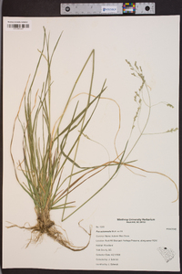 Poa autumnalis image