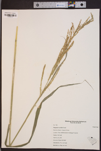 Paspalum urvillei image