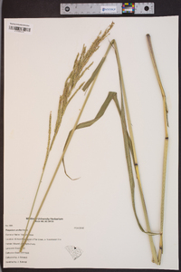 Paspalum urvillei image