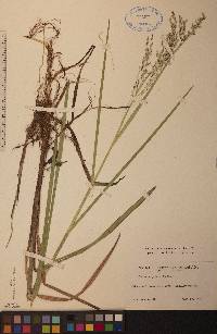 Glyceria canadensis image