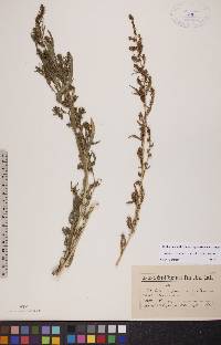 Bassia scoparia subsp. scoparia image