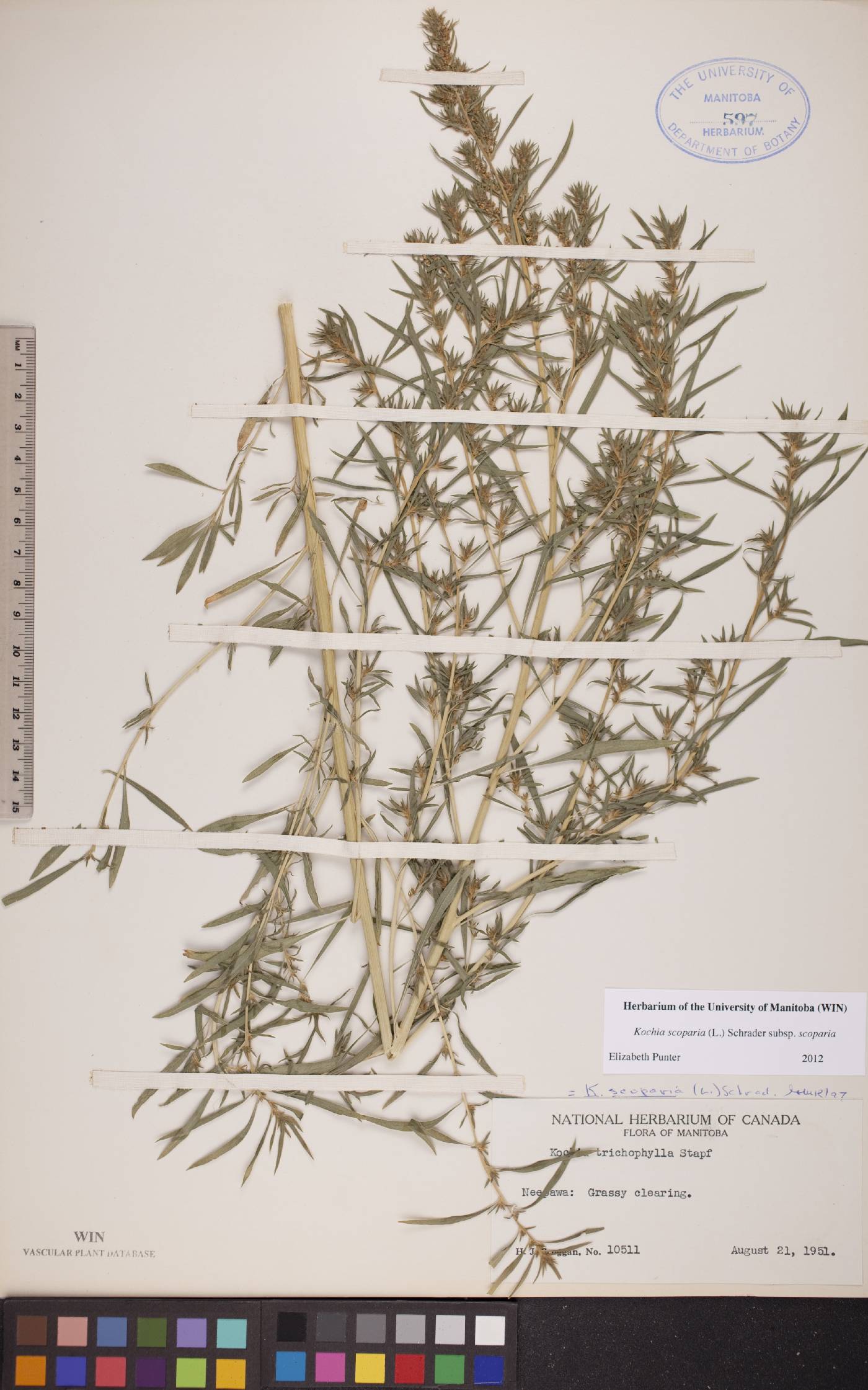 Bassia scoparia subsp. scoparia image
