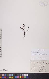 Drosera linearis image