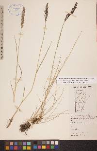 Calamagrostis stricta image