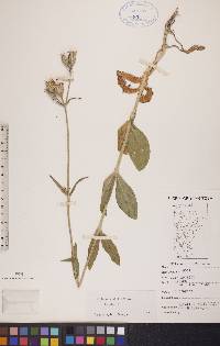 Silene noctiflora image