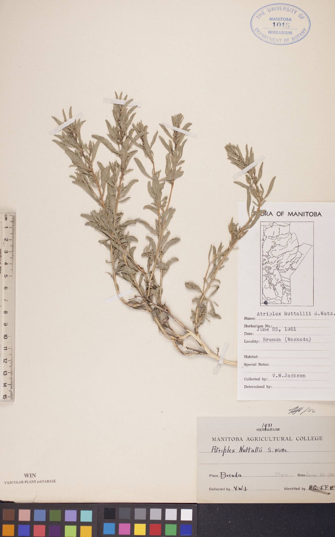 Atriplex tridentata image