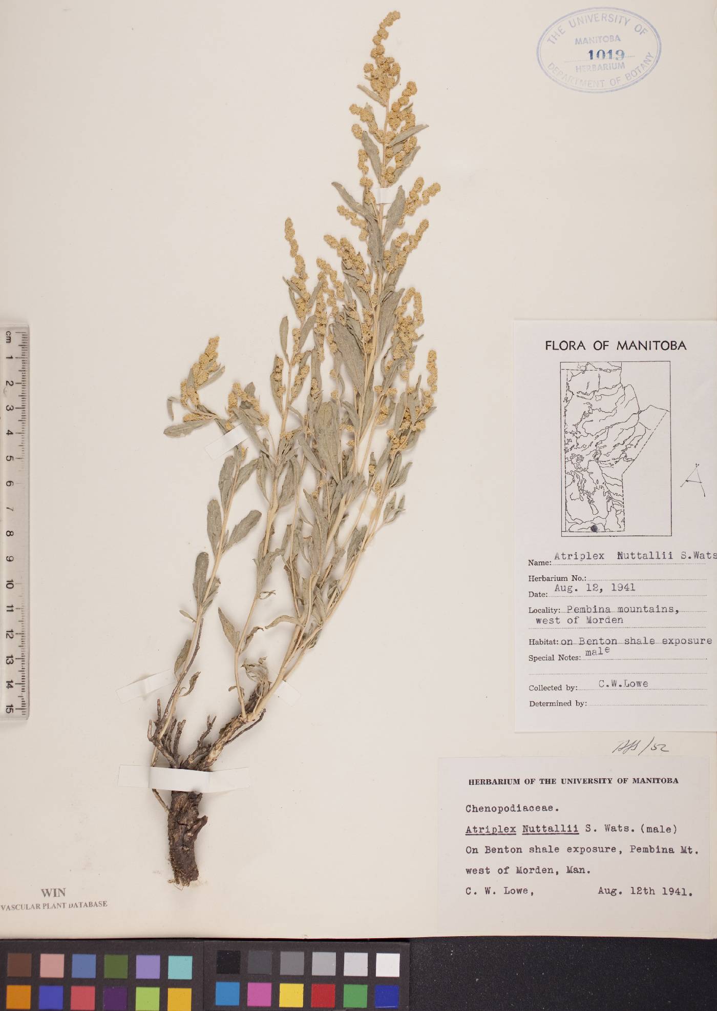 Atriplex tridentata image